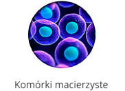 komórki macierzyste